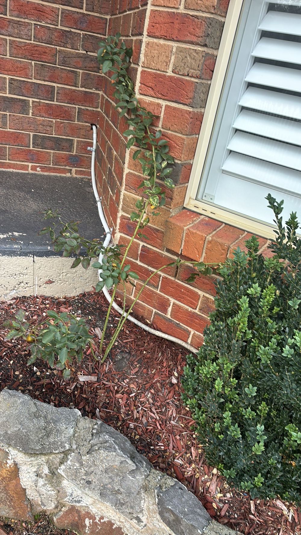 Damp ground below the building where water does not drain away, found during a building and pest inspection in Darley